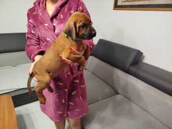RHODESKY RIDGEBACK - 6