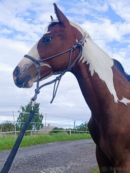 APH hřebeček s Andělem na hlavě - 6