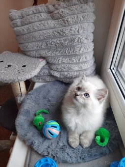 Prodám koťata Ragdoll bez PP - 6