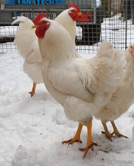 Kohouti - Plymutka bílá velká - prodám, vyměním, koupím - 6