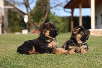 Německý ovčák štěňata - 6