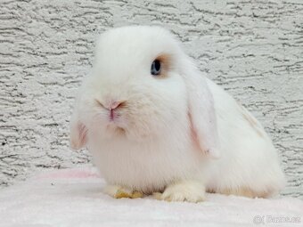 Volná samička - Anglický Zakrslý Beránek MiniLop🍑 - 6