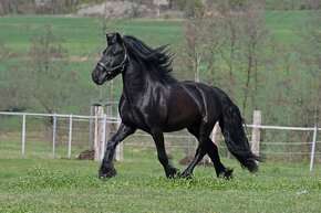 Fellský pony - plemenný hřebec na prodej - 6