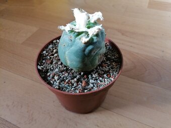 Kaktusy sbírka 5 kaktusů Astrophytum a Lophophora - 6
