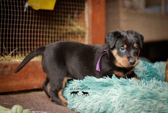 Beauceron - štěňátka k rezervaci - 6