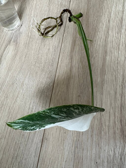 Monstera Albo variegata - 6