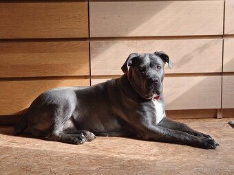 Cane corso - štěňata s PP (FCI) - 6