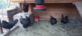 Ayam cemani - 4 slepice rok 2022 - 6