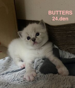 Ragdoll koťata s PP (FIFE) - 6