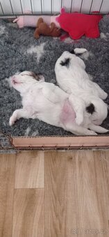 Čínský chocholatý pes - 6