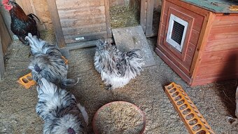 Hedvábnička kohout - 6