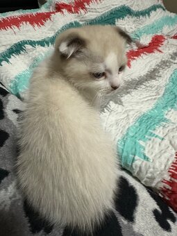 Skotska klapoucha holcicka - 6