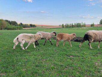 Prodám letošní jehňata - kříženci Suffolk - 6