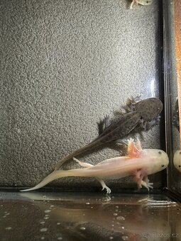 Axolotl mexický - Vodní dráček - 6