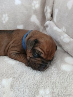 Rhodeský ridgeback - 6