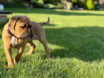 KONTINENTÁLNÍ BULDOK – CONTINENTAL BULLDOG s PP (FCI) - 6