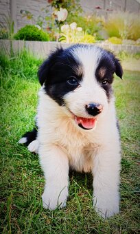 Border kolie - 6