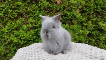 Zakrslý králík, králíček -(TEDDY)-FLORIAN - 6