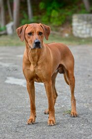 Krytí- chovný pes-Rhodeský ridgeback FCI - 6