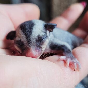 Vakoveverka letavá - 6