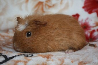 Morčata holčičky z chs - 6