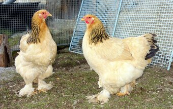 Brahmanka velká - žlutá, tmavá kolumbie - 6