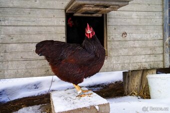 Rodajlendka červená 🥚🐣 (násadová vejce i kuřátka) - 6