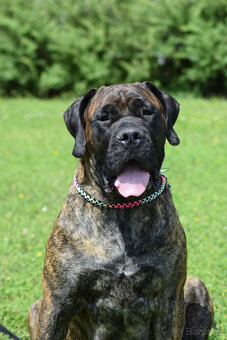 boerboel ballotada -chovná fena 1 rok - 6