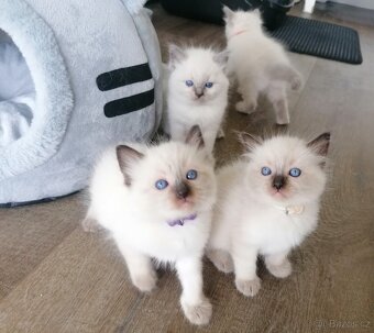 Ragdoll koťátka - 6