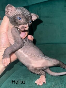 Kanadský sphynx - 6