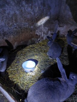 Moravský modrý - 6