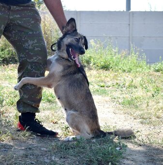 ADDY K ADOPCI - 3 ROKY, MILÁ, UČENLIVÁ, VDĚČNÁ - 6