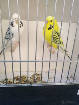 Prodám kanáry, andulky, žebříčky, stříbrozobky - 6