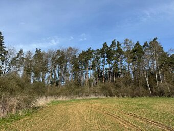 Prodám lesní pozemek v k. ú. Louňovice pod Blaníkem - 6
