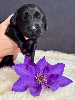 Prodám poslední 3 volné chlapečky Flat coated retriever - 6