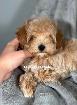 Maltipoo F1 Caramel, 3 měsíce - 6