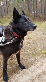 CONNIE K ADOPCI - nejvěrnější parťačka, mazel na N-tou - 6