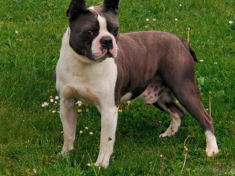 bostonský teriér  s PP  - modrý+lilac pejsek,  modrá holčiča - 6