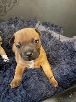 Stafordsirsky bulteriér s pp - 6