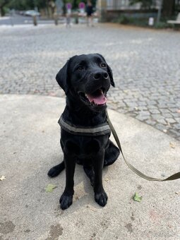 Černý labradorský retrívr - 6
