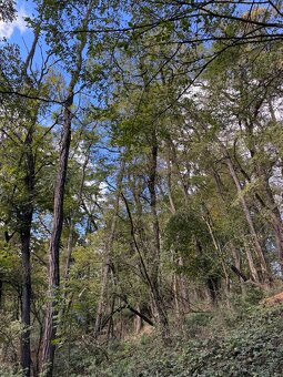 Prodej lesního pozemku v k.ú. Chorušice - 6