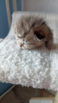 Britská kočička whiskas s PP - 6