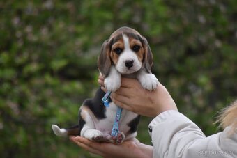 štěňata bígl - 6