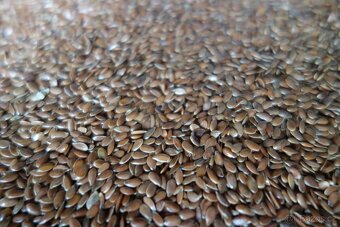 Slunečnice, pšenice, lesknice. kukuřice, len atd. - 6