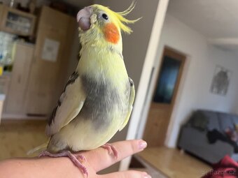 Ochočená korela mládě - 6