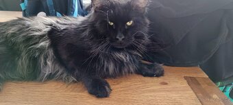 Mainská mývalí krytí - 6