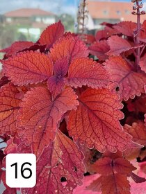 Africké okrasné kopřivy - Coleus - 6