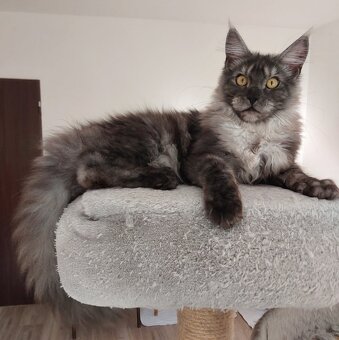 Maine coon, nainska myvalia s PP - 6