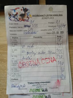 Velký světlý stříbřitý - 6
