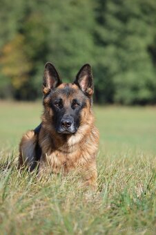 Německý ovčák - 6